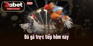 Đá gà trực tiếp hôm nay