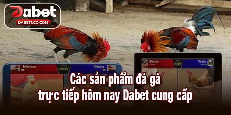 Các sản phẩm đá gà trực tiếp hôm nay Dabet cung cấp