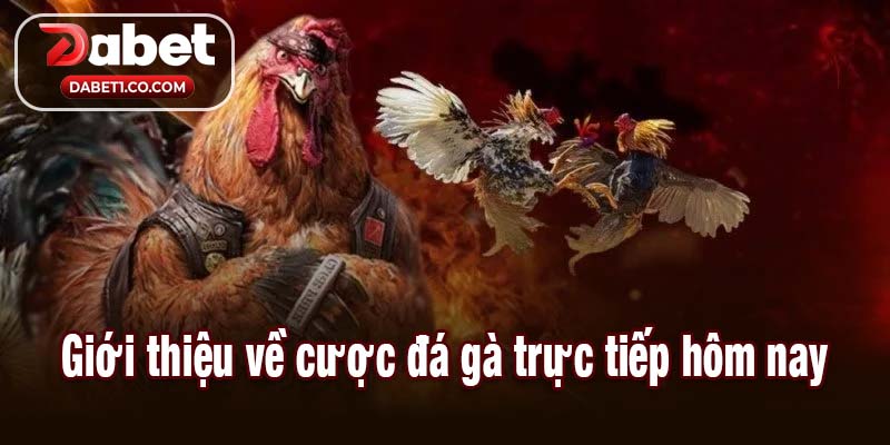 Giới thiệu về cược đá gà trực tiếp hôm nay