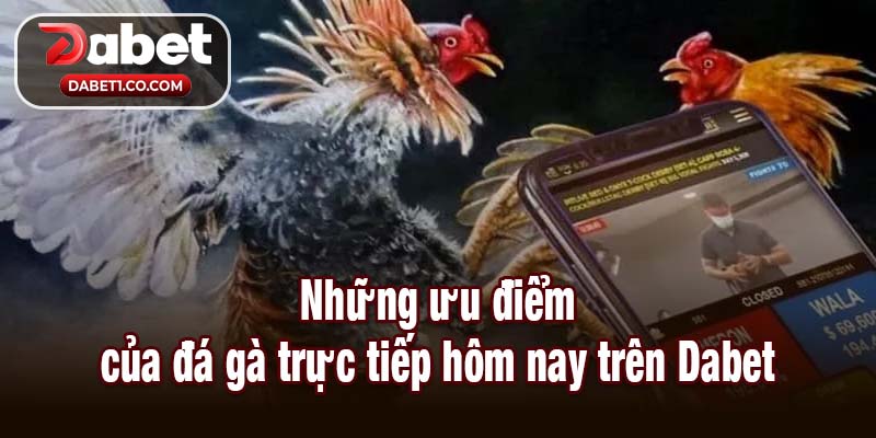 Những ưu điểm của đá gà trực tiếp hôm nay trên Dabet