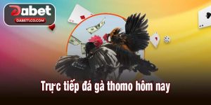 Trực tiếp đá gà thomo hôm nay