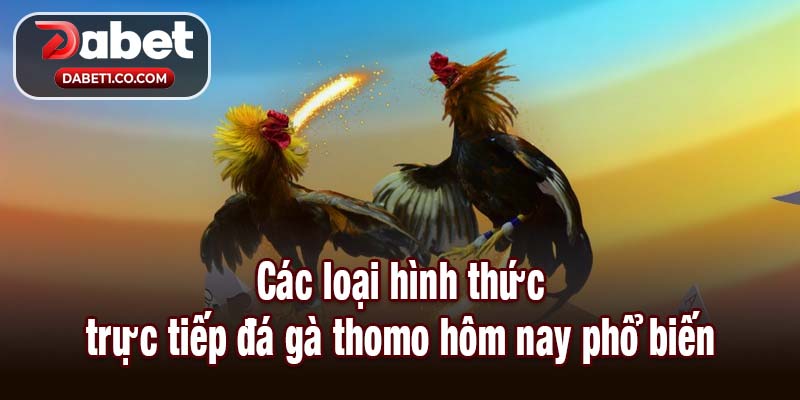 Các loại hình thức trực tiếp đá gà thomo hôm nay phổ biến